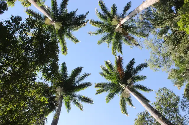 Bosque dos Jequitibás